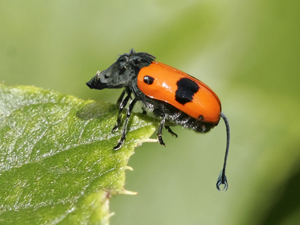 Photoshop Design by bicyclewilli for DesignCrowd (Community Contests) | Design #8991912