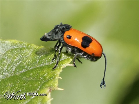 Photoshop Design by bicyclewilli