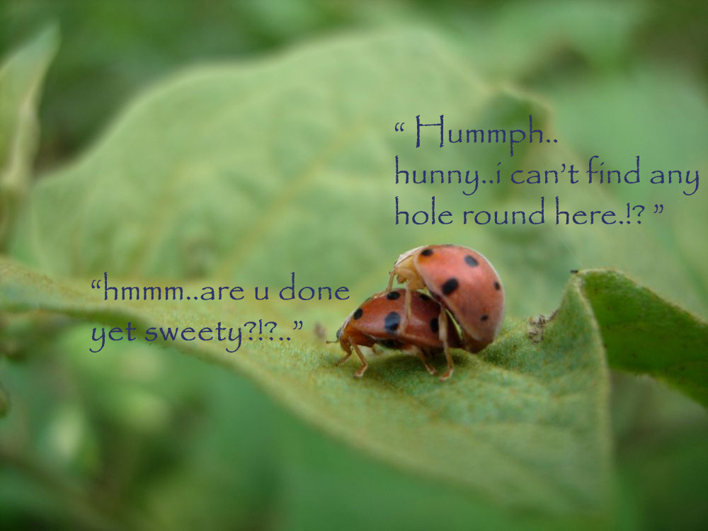 Fotografía por shieldchild para DesignCrowd (Community Contests) | Diseño #8996089