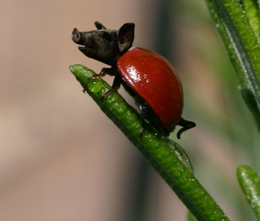 Photoshop Design by cisfer for DesignCrowd (Community Contests) | Design #8992000