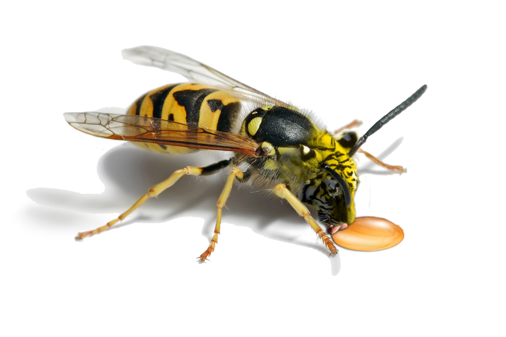 Photoshop-Design von AlastairI für DesignCrowd (Community Contests) | Design #8992020