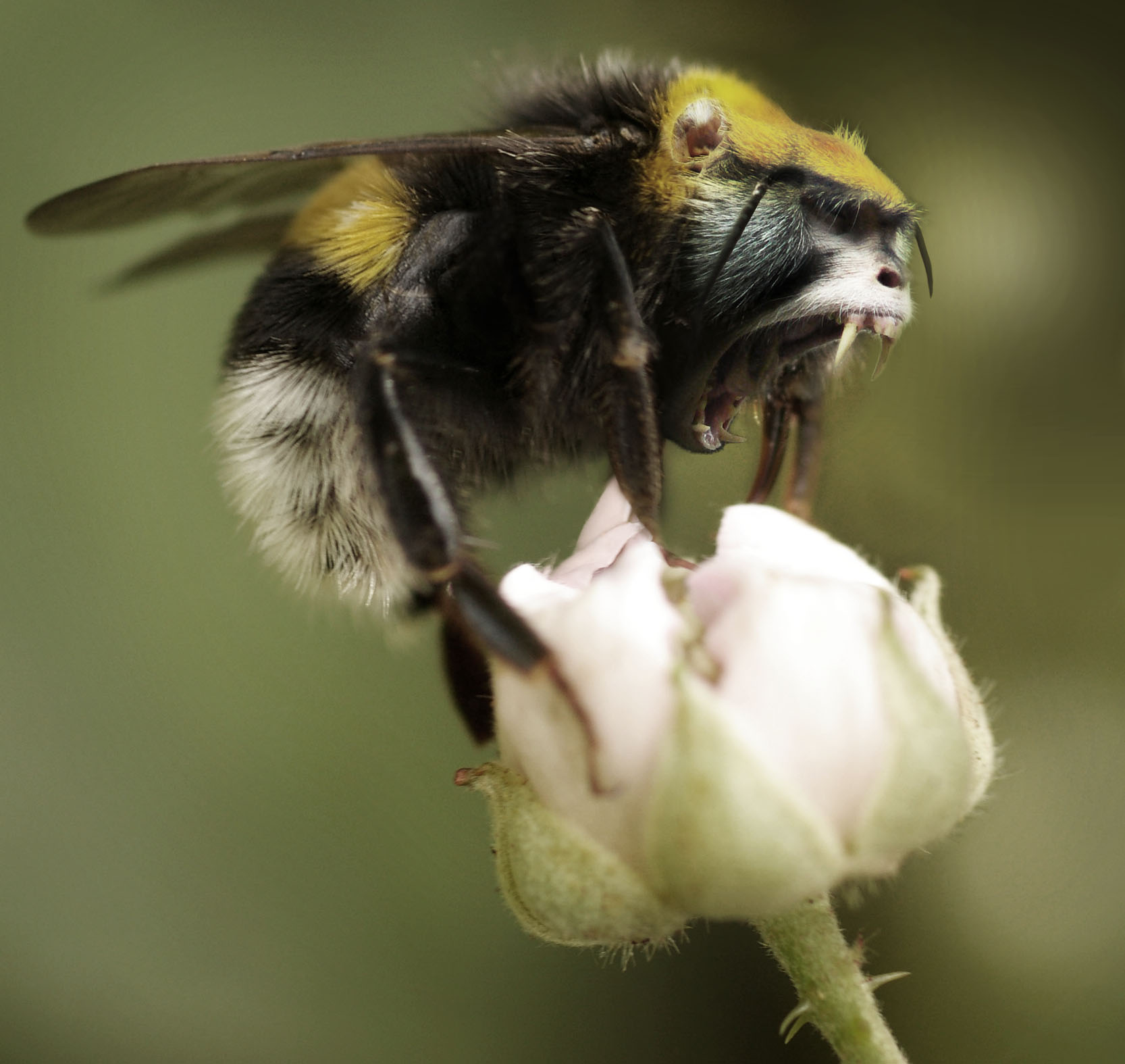 Photoshop Design by hornet83 for DesignCrowd (Community Contests) | Design #8992037