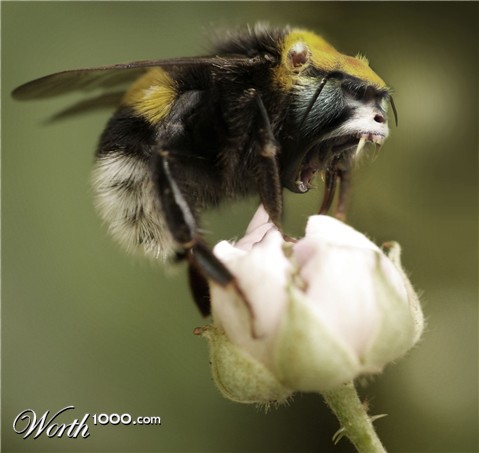 Photoshop Design by hornet83