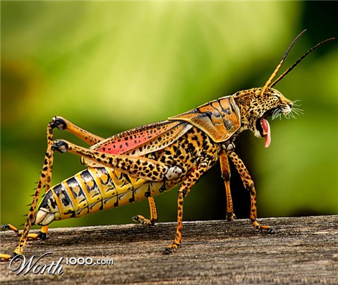 Photoshop Design by Mandrak