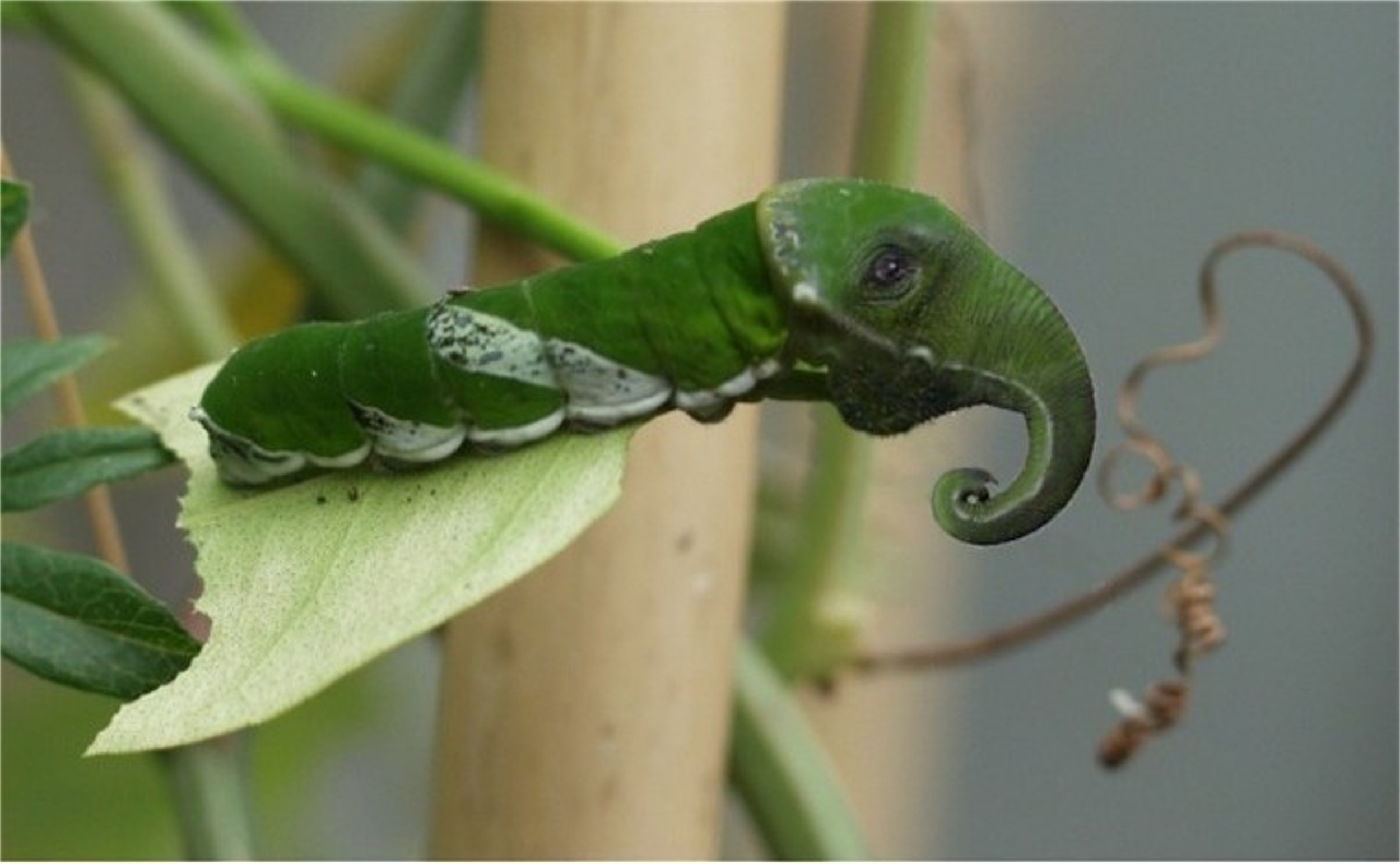 Photoshop-Design von Nana für DesignCrowd (Community Contests) | Design #8991930