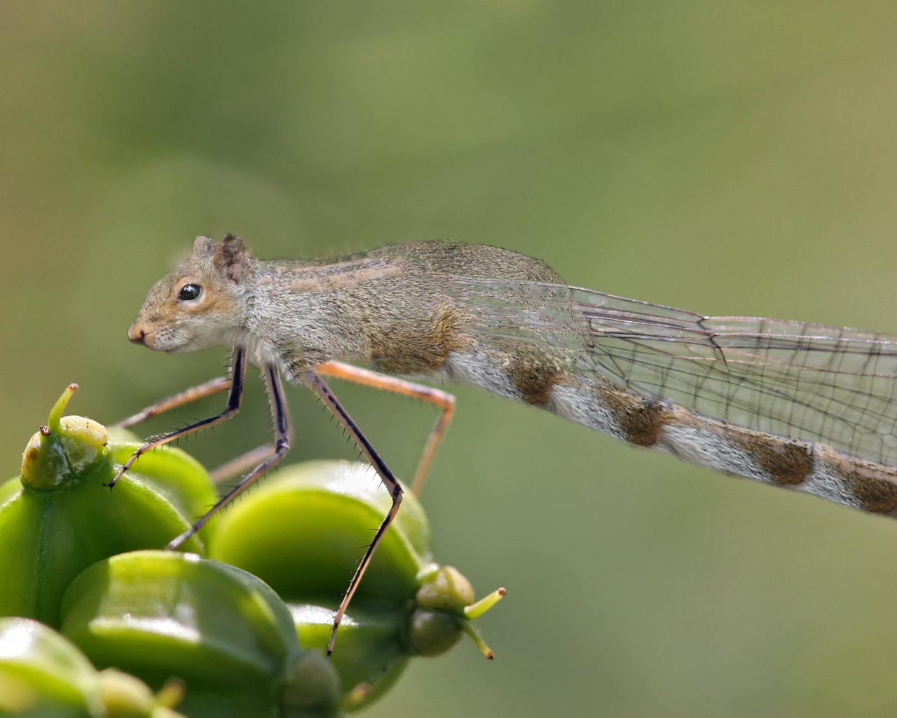 Design Photoshop par PaperBoi78 pour DesignCrowd (Community Contests) | Design #8992167