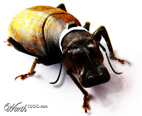 Photoshop Design by bacarrat