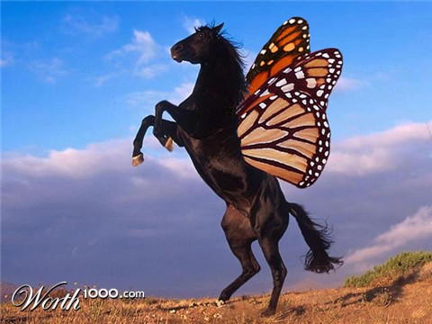 Photoshop Design by rosemountmn