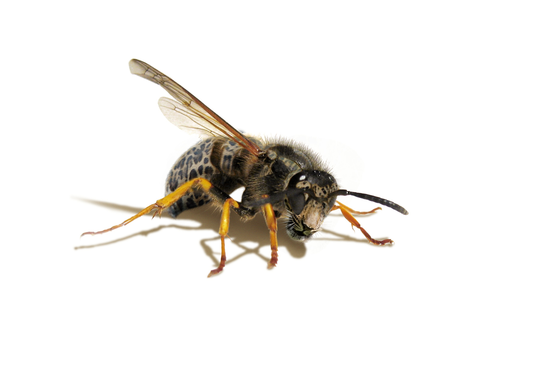 Photoshop Design by nebfronet for DesignCrowd (Community Contests) | Design #8992157