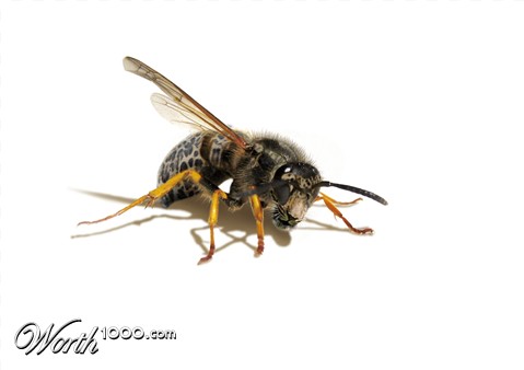 Photoshop Design by nebfronet