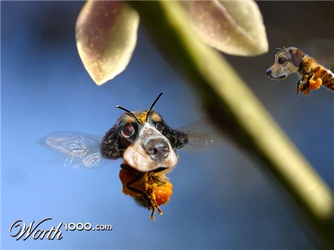 Photoshop Design by JayKleinrichert