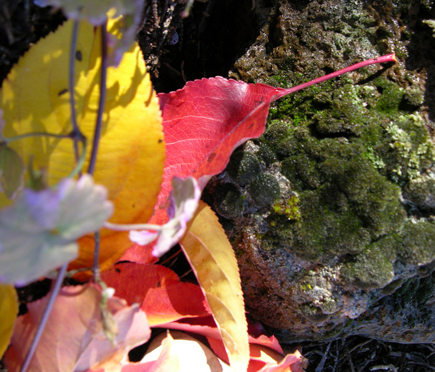 Photography by cliknsnap for DesignCrowd (Community Contests) | Design #8994680