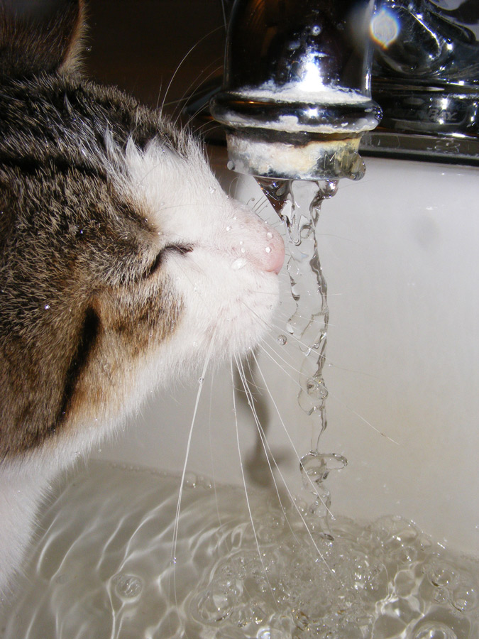 Photography by FamousAsset for DesignCrowd (Community Contests) | Design #8991584