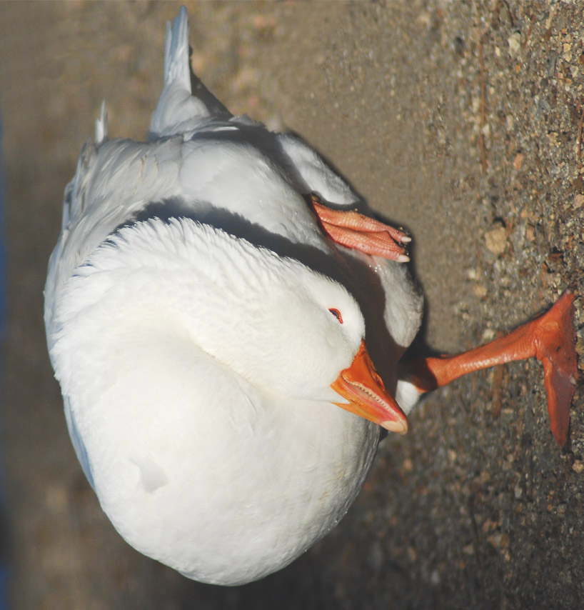 Photography by ClickChick for DesignCrowd (Community Contests) | Design #8994692