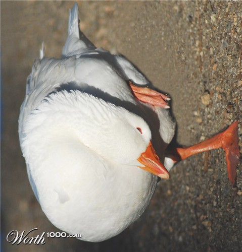 Photography by ClickChick