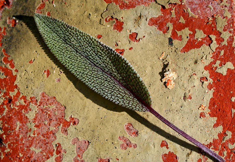 Photography by heidiinc for DesignCrowd (Community Contests) | Design #8994117