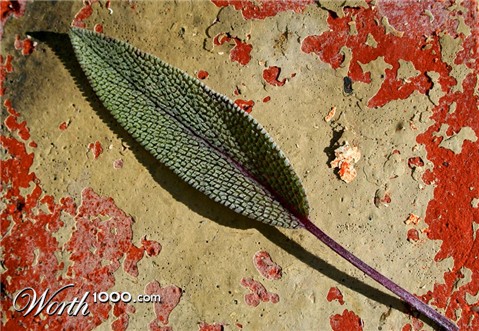 Photography by heidiinc