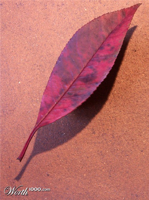 Photography by hobore