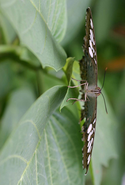 Photography by rosemountmn for DesignCrowd (Community Contests) | Design #8994831