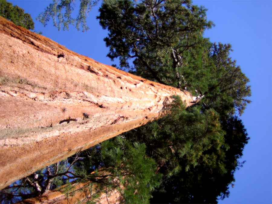 Photographie par KingsHockeyFan1 pour DesignCrowd (Community Contests) | Design #8994843