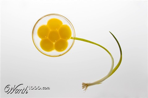 Photography by pinkfly