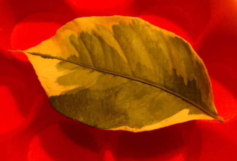 Photography by ljvgtj for DesignCrowd (Community Contests) | Design #8994162