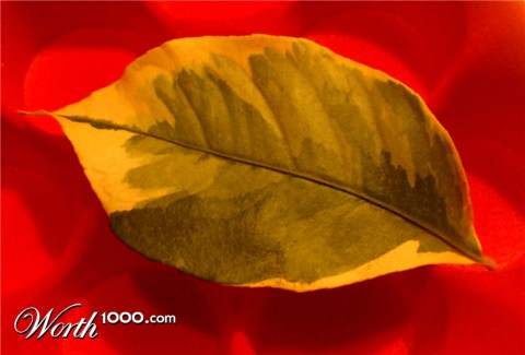 Photography by ljvgtj