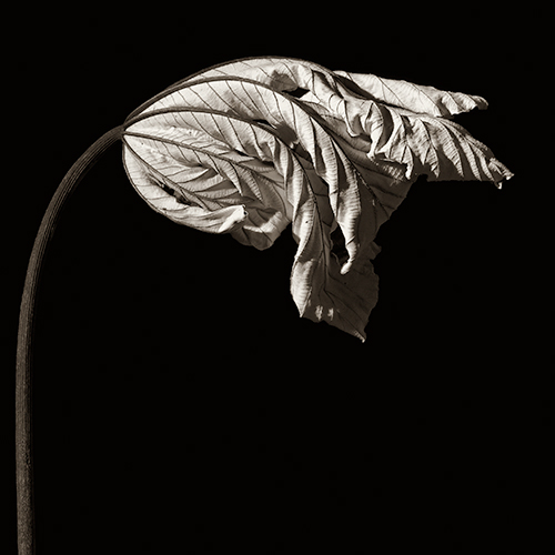 Fotografía por josephzl para DesignCrowd (Community Contests) | Diseño #8994148