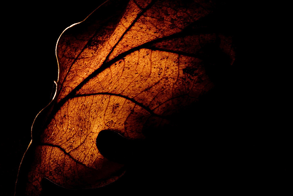 Photographie par wiggster pour DesignCrowd (Community Contests) | Design #8994145