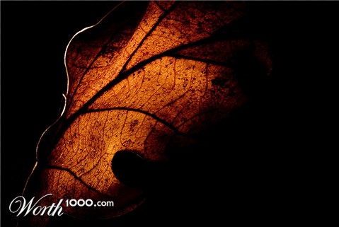 Photography by wiggster