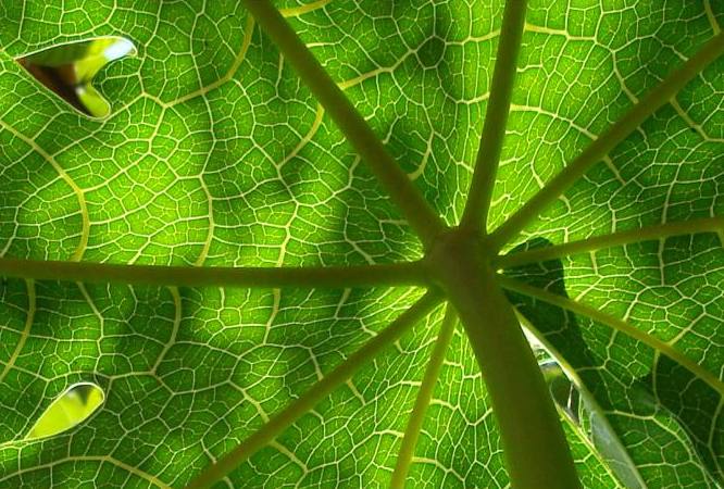 Photographie par sadiquekhan pour DesignCrowd (Community Contests) | Design #8994288