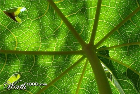 Photography by sadiquekhan