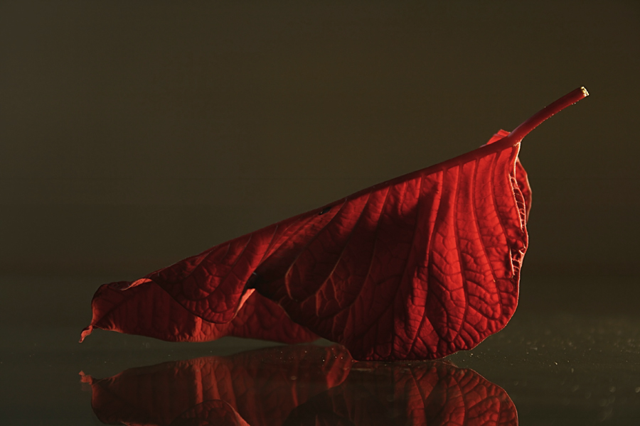 Fotografía por IsleofJura para DesignCrowd (Community Contests) | Diseño #8994242