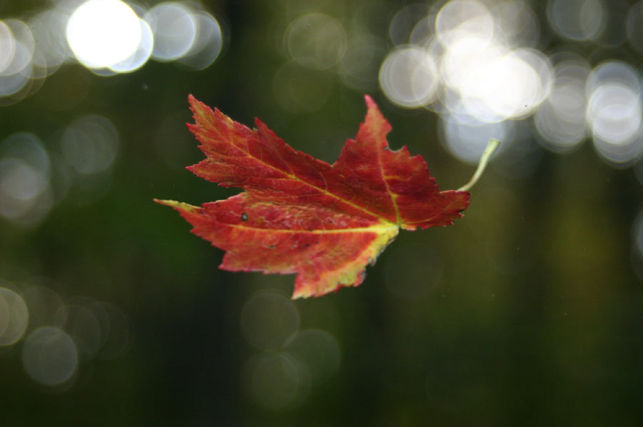 Photography by Amchamp for DesignCrowd (Community Contests) | Design #8994278