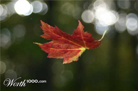 Photography by Amchamp