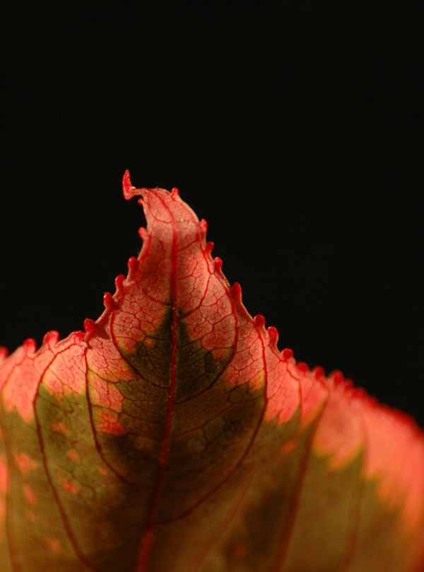 Fotografie von kimbomac für DesignCrowd (Community Contests) | Design #8994234