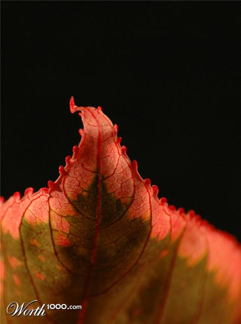 Photography by kimbomac