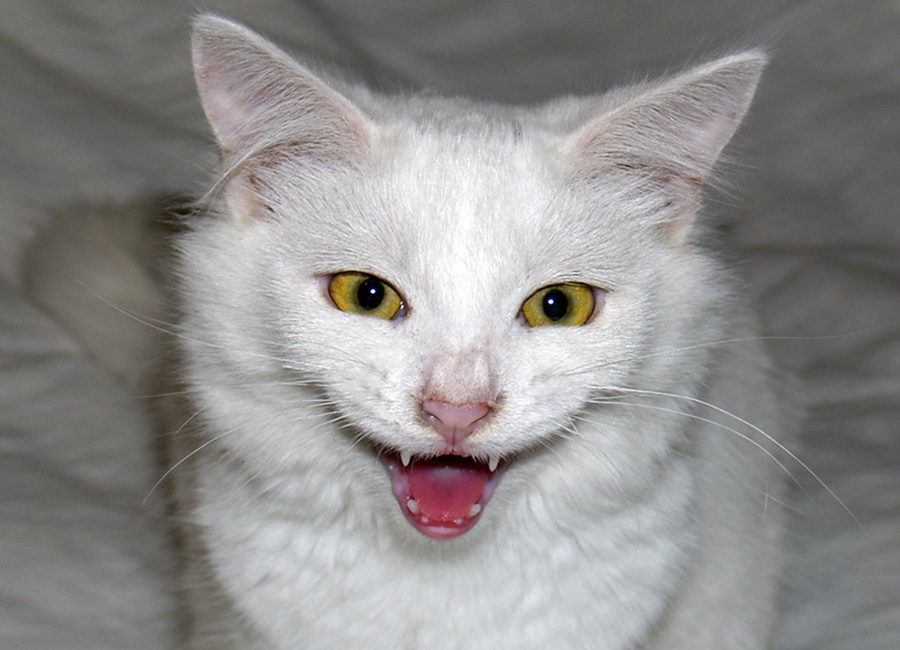 Photography by Brat68 for DesignCrowd (Community Contests) | Design #8993993