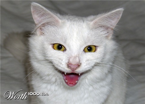 Photography by Brat68