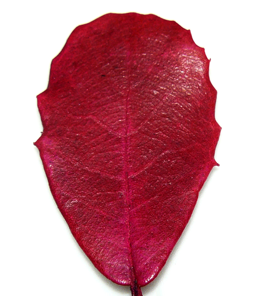 Photography by Kituse for DesignCrowd (Community Contests) | Design #8994274