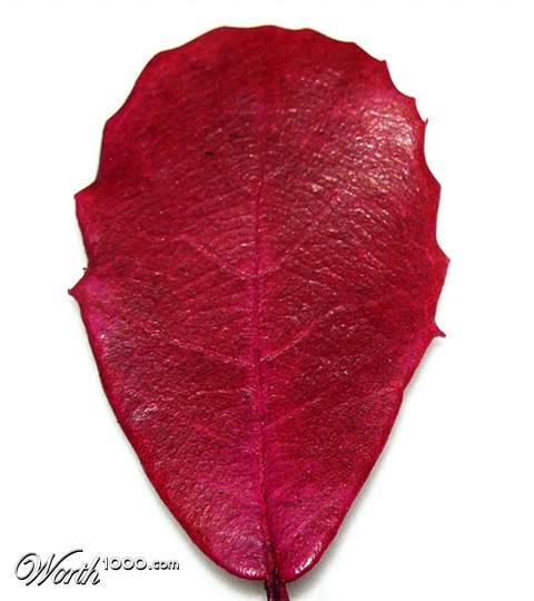 Photography by Kituse