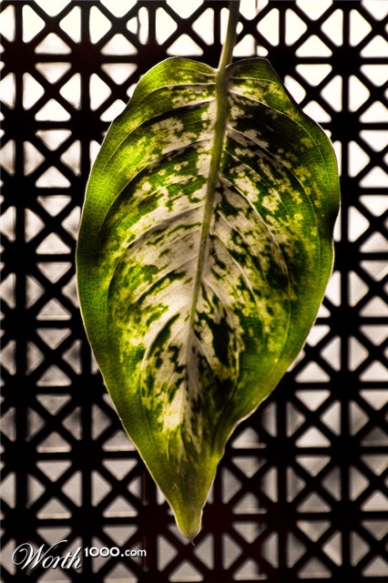 Photography by Drorak