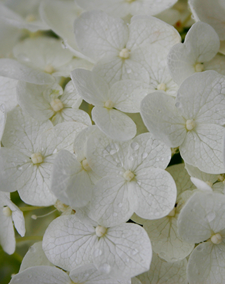 Photography by rosemountmn for DesignCrowd (Community Contests) | Design #8993995