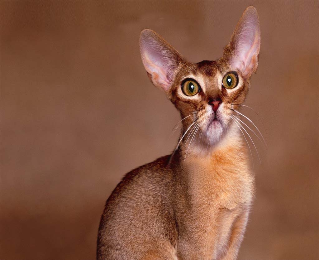 Diseño de Photoshop por Beetleb para DesignCrowd (Community Contests) | Diseño #8993775