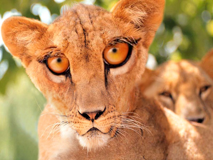 Photoshop Design by lapola for DesignCrowd (Community Contests) | Design #8993832