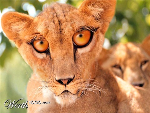 Photoshop Design by lapola