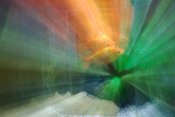 Photography by IvanColman for DesignCrowd (Community Contests) | Design #8998603