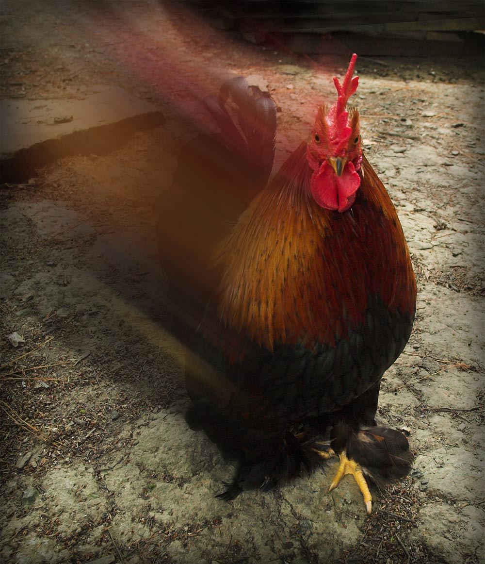 Fotografie von kimbomac für DesignCrowd (Community Contests) | Design #8996889