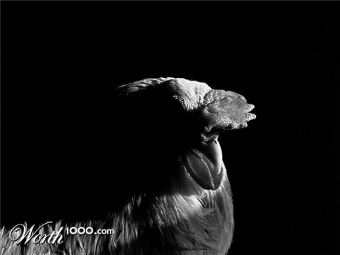 Photography by temporarymember