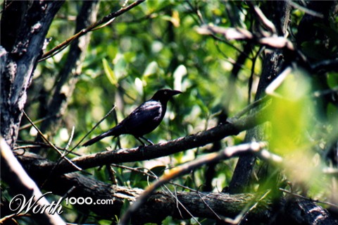 Photography by 10000trees